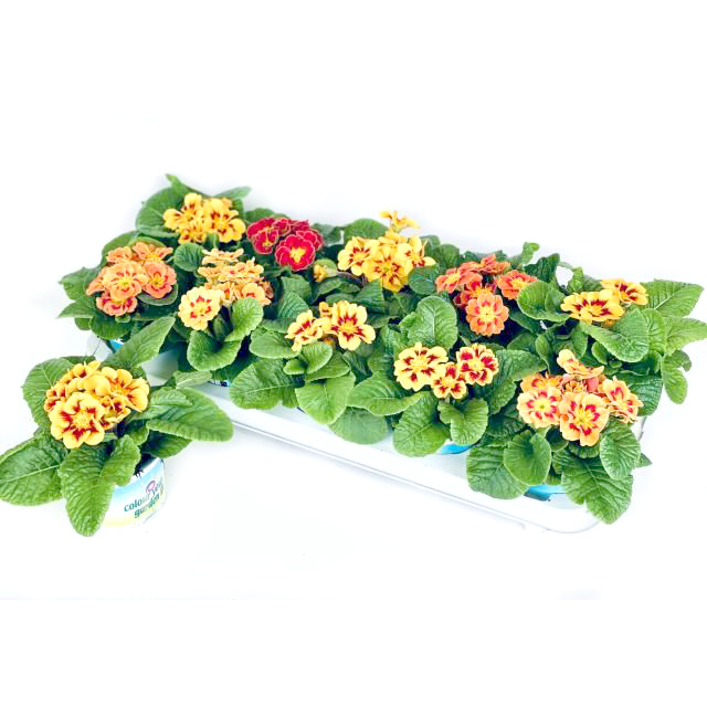 Primula acaulis tiger