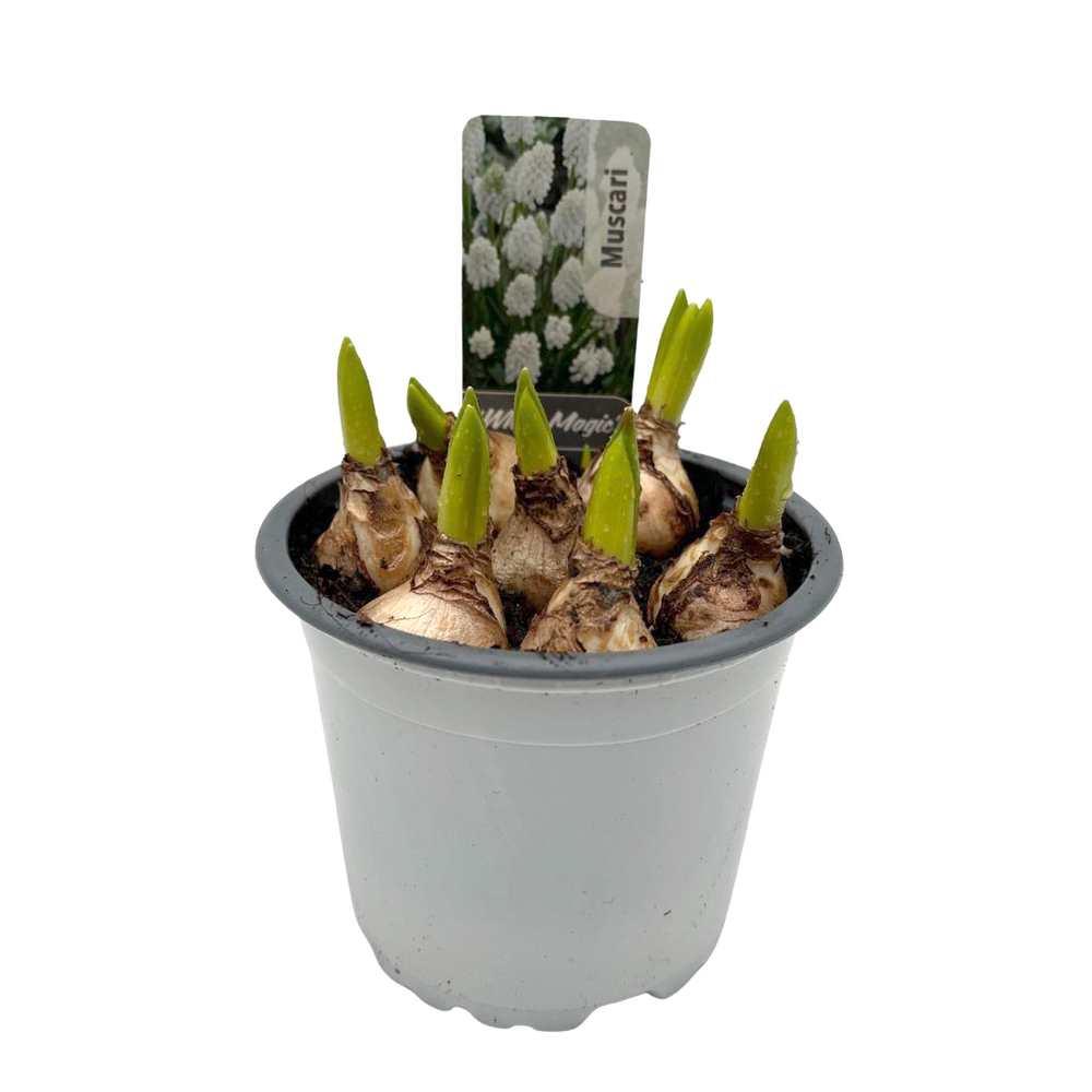 Muscari armeniacum white magic