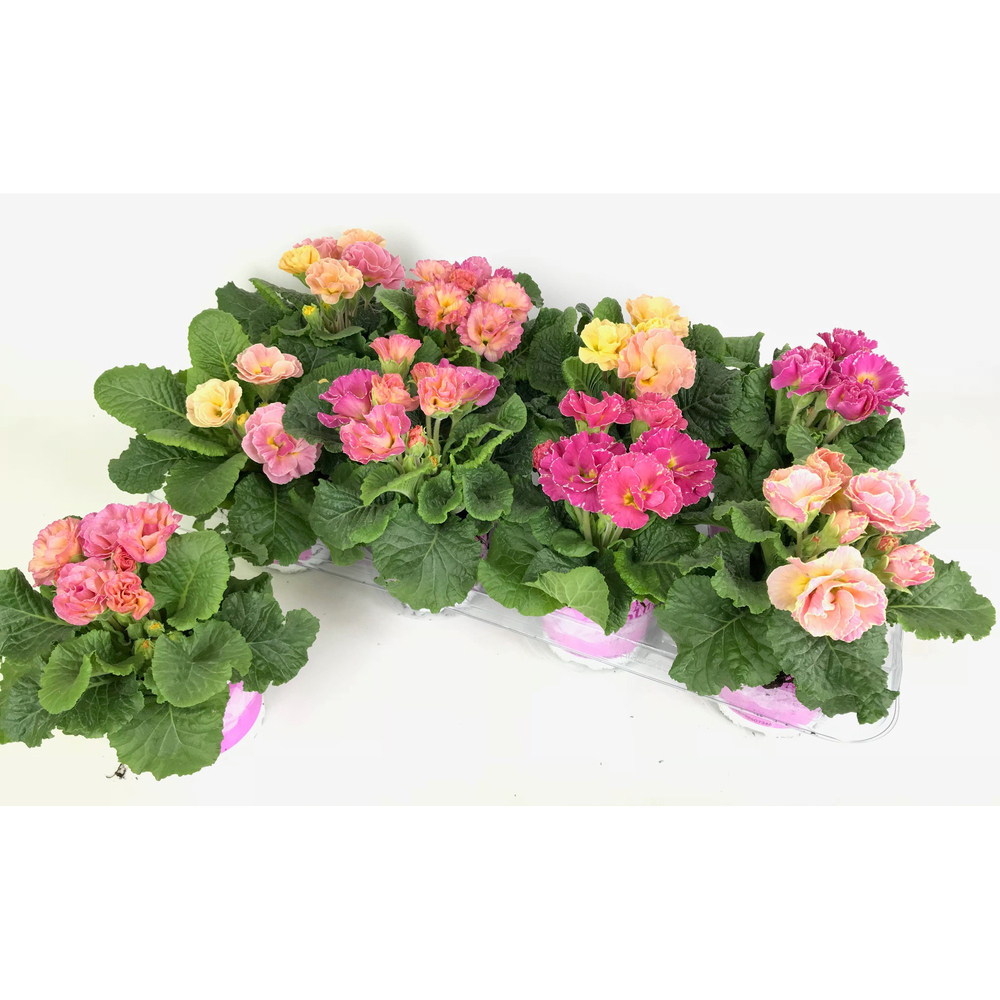 Primula acaulis girls delight