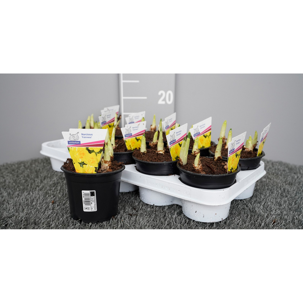 Narcissus fairness