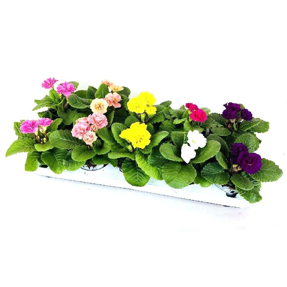 Primula acaulis bubblegum