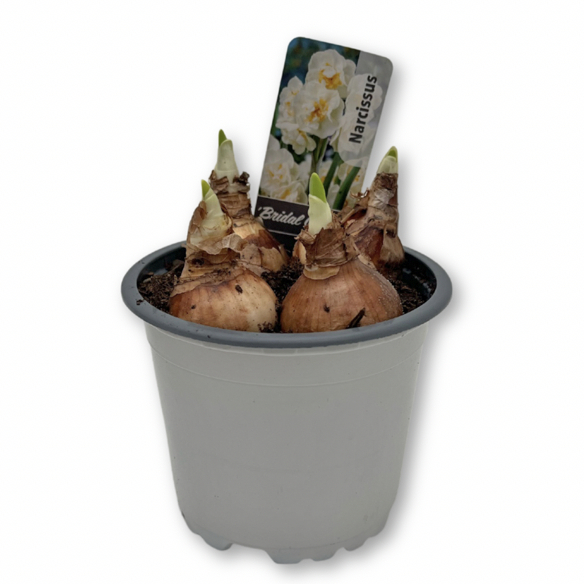 Narcissus bridal crown