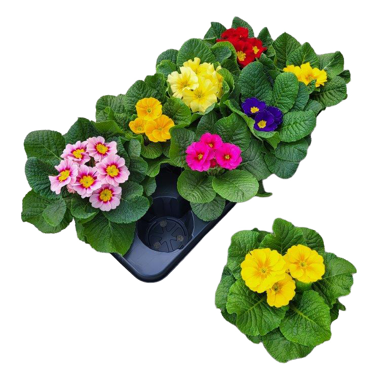 Primula acaulis hethor