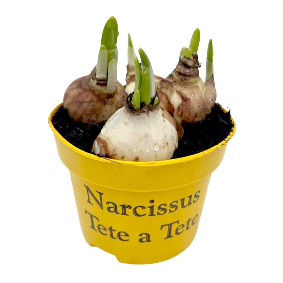 Narcissus cyclamineus tête à tête