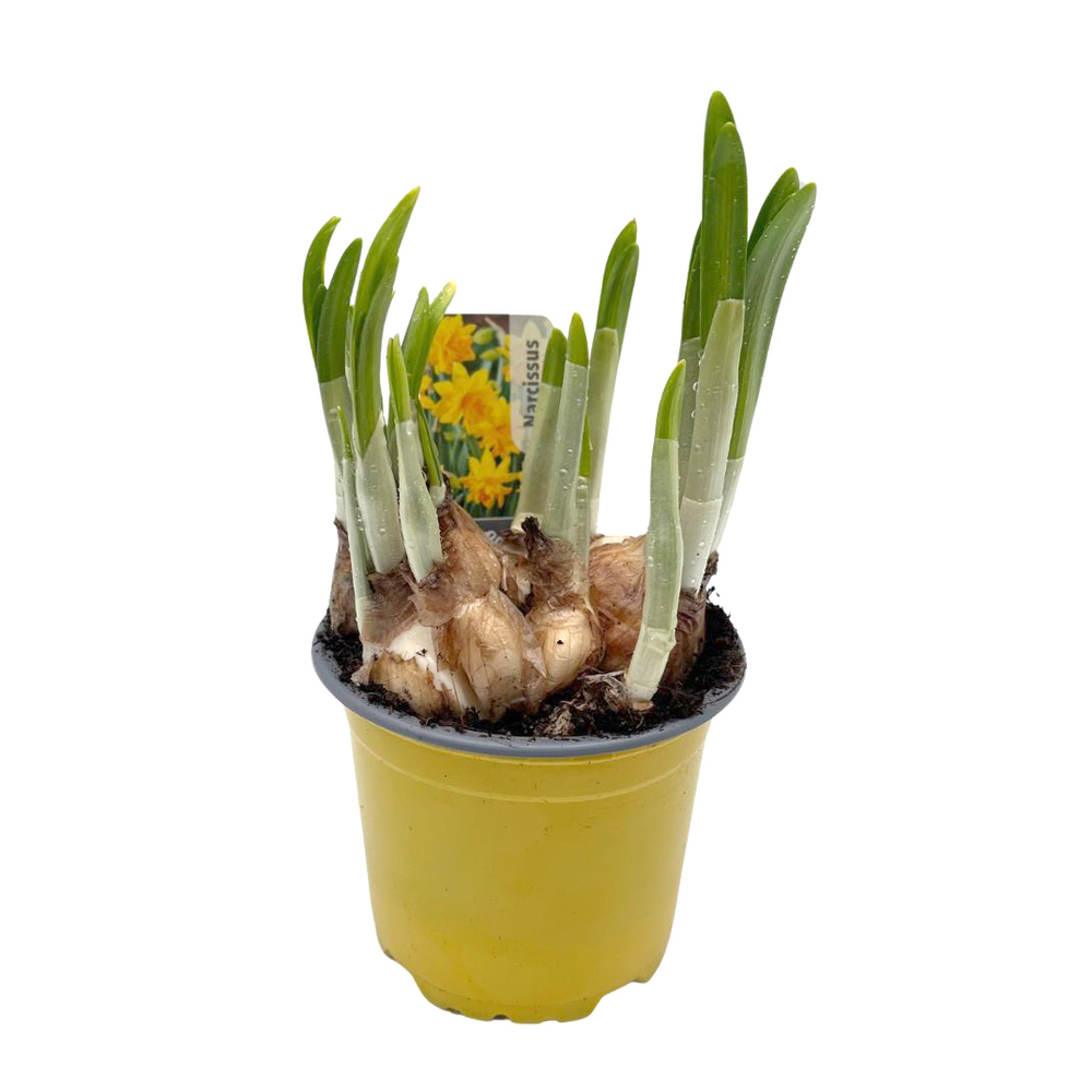 Narcissus tête à tête boucle