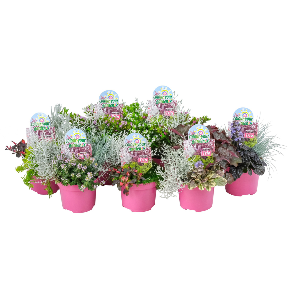 Beetpflanzen colour your garden trio