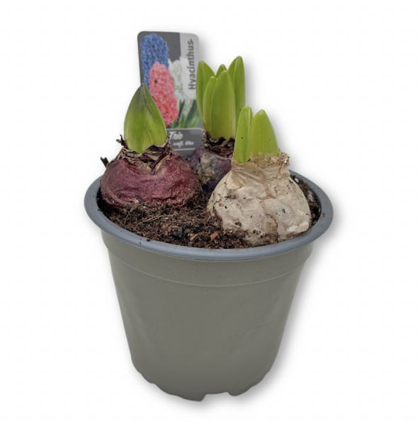 Hyacinthus orientalis trio