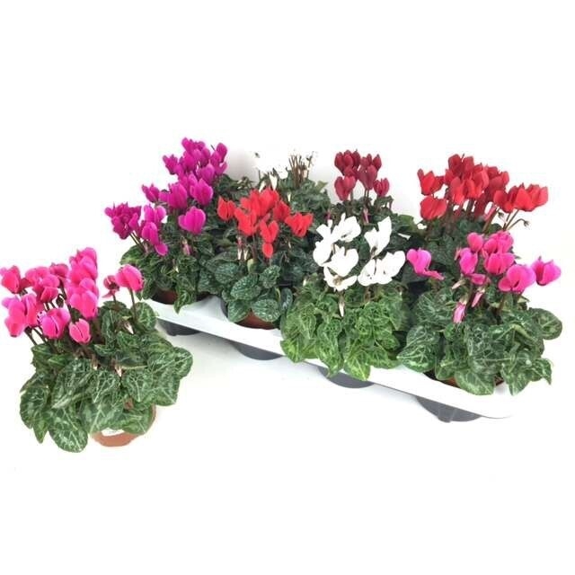 Cyclamen persicum verano