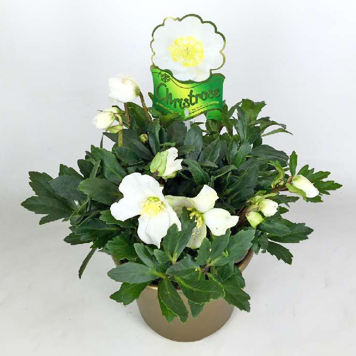 Helleborus niger hgc wintergold