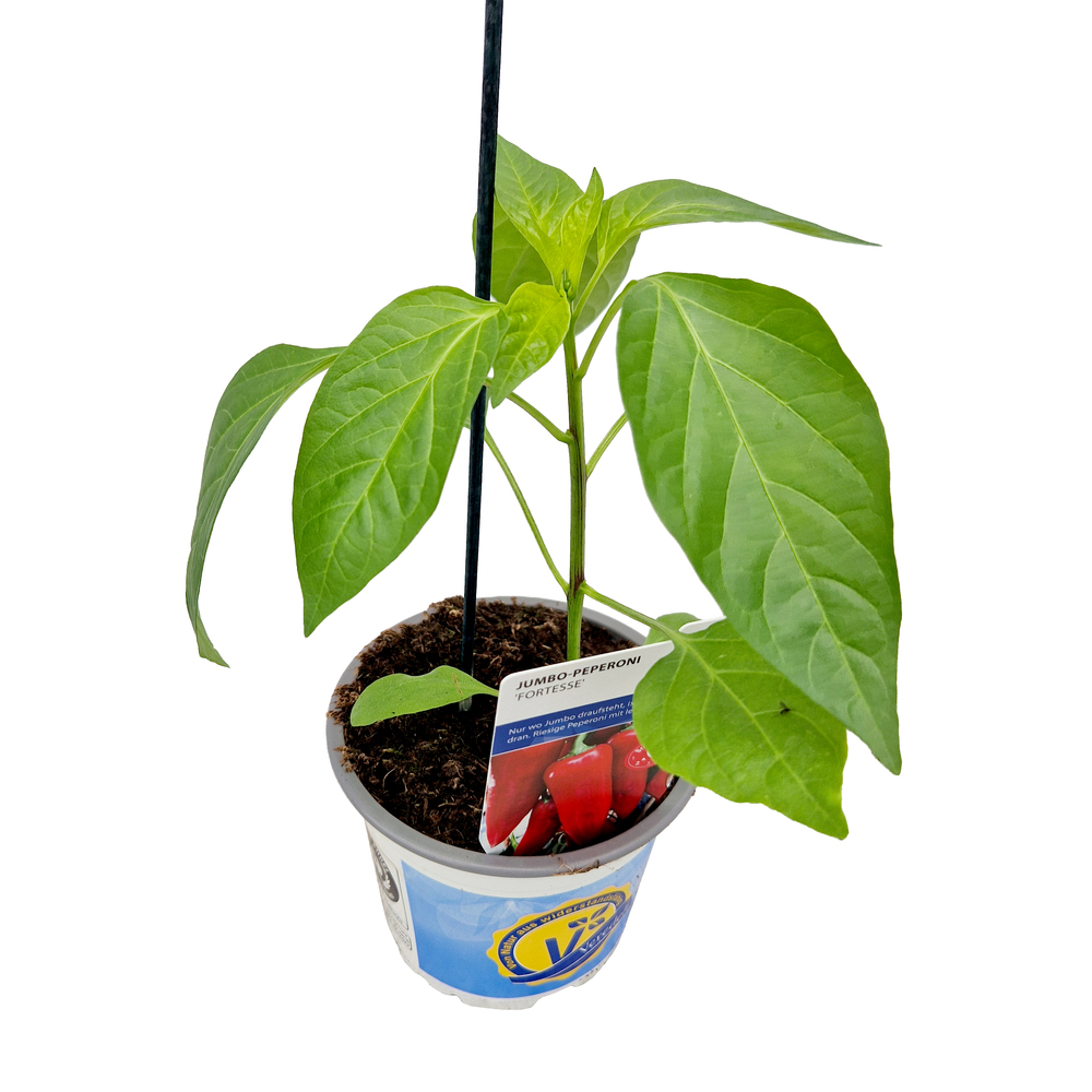 Capsicum annuum fortesse