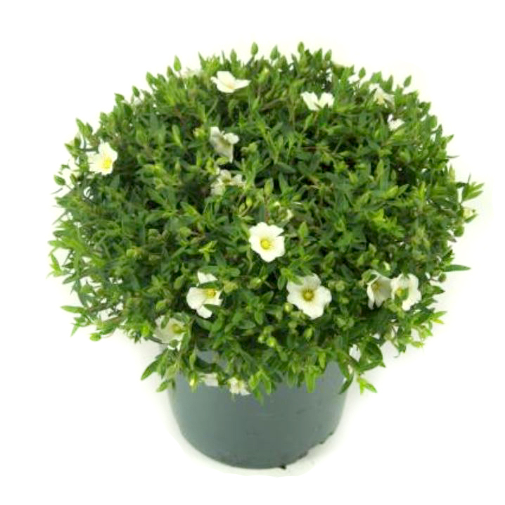 Arenaria montana ronda white