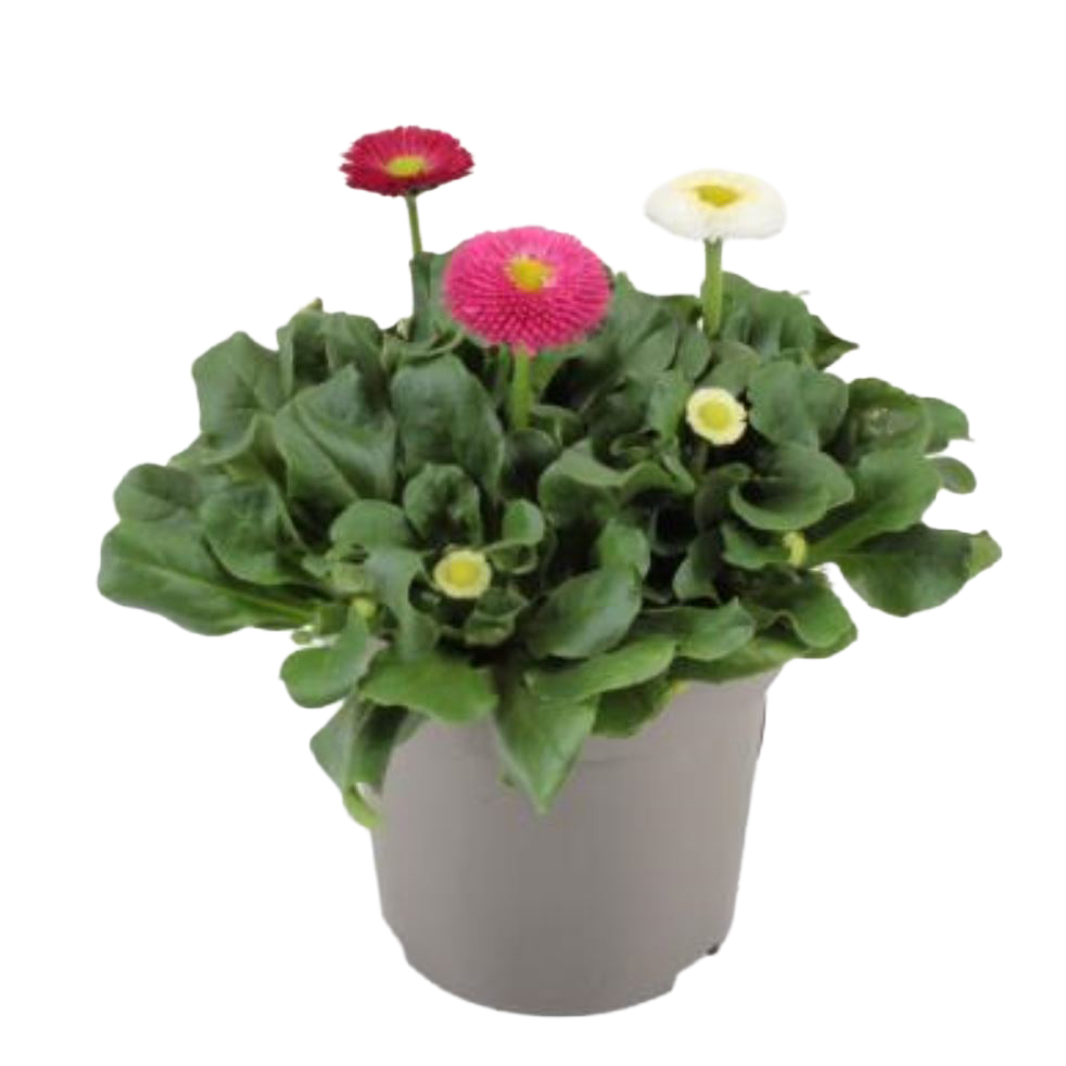 Bellis perennis trio bella