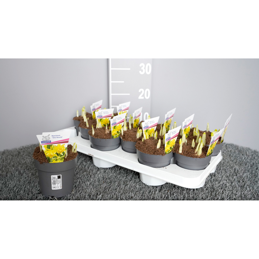 Narcissus double sunrise tete a tete boucle