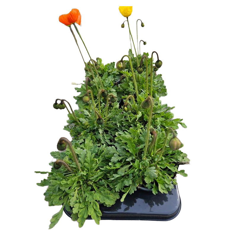 Papaver nudicaule