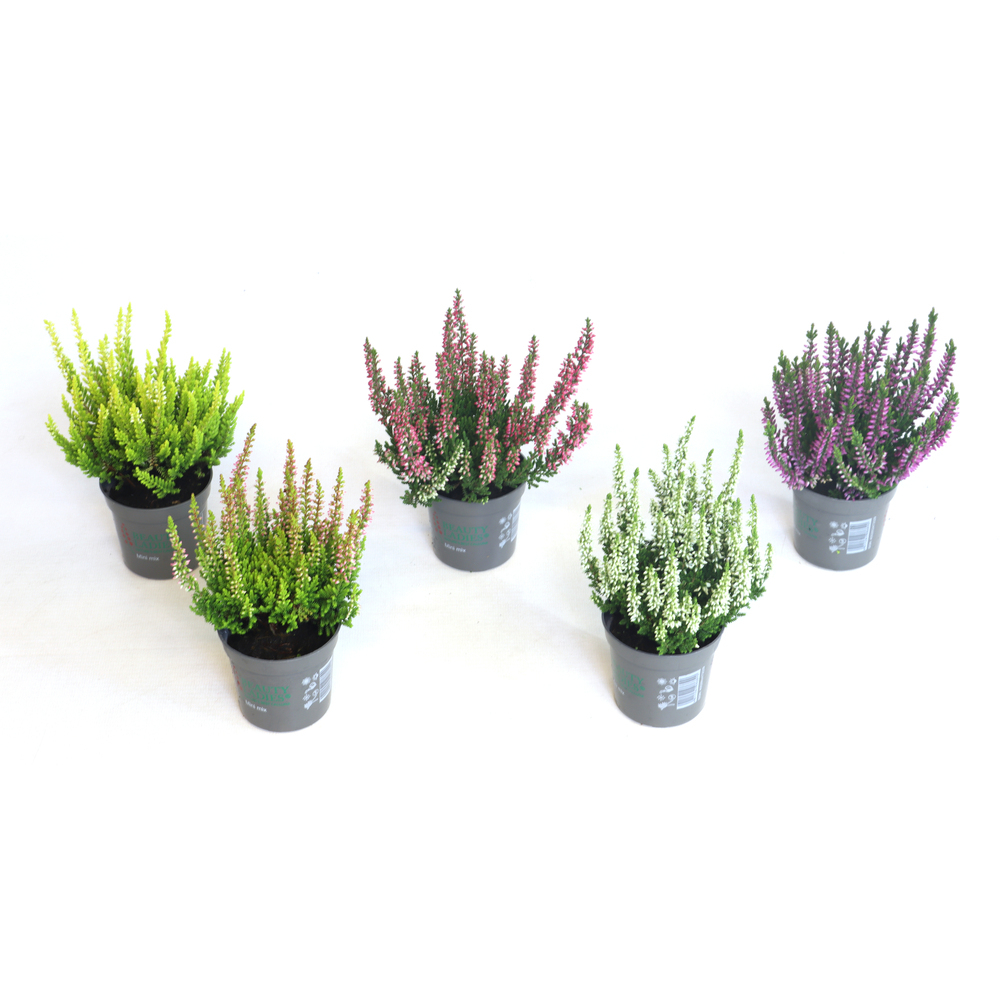 Calluna vulgaris beauty ladies