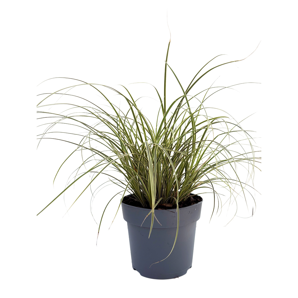 Carex brunnea aureovariegata