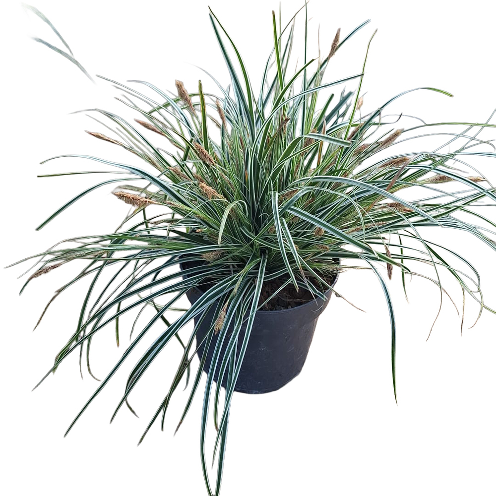 Carex oshimensis everest