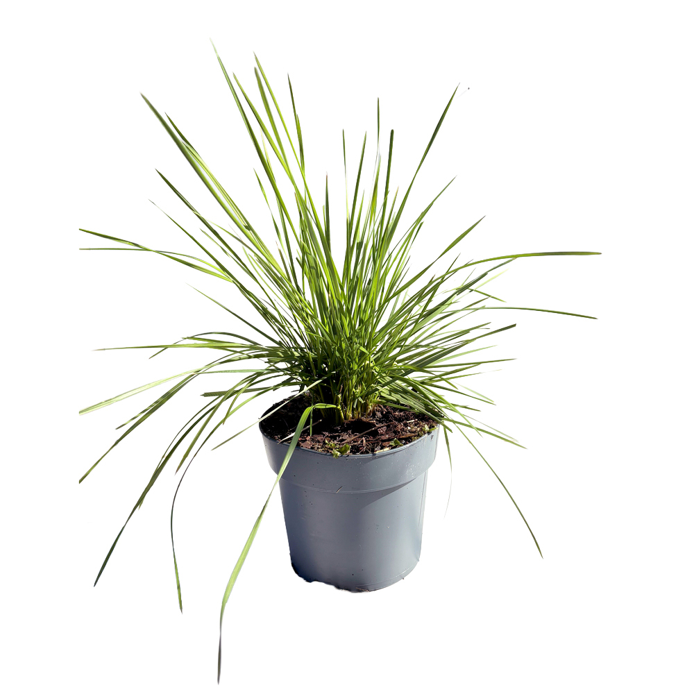 Deschampsia cespitosa goldschleier