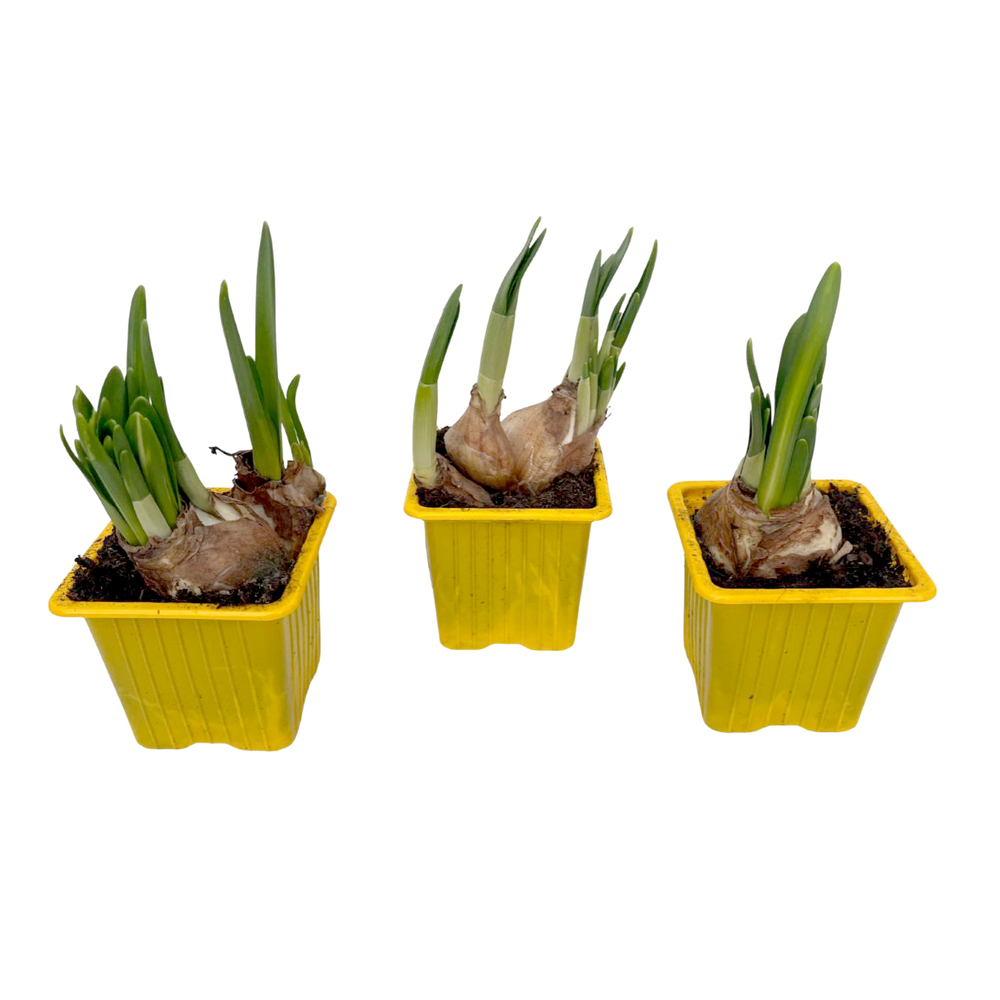 Narcissus cyclamineus tête à tête