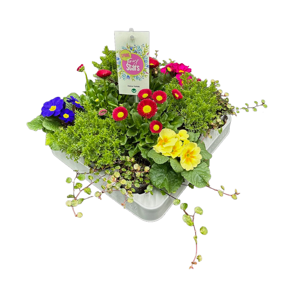 Frühlings mix tiny stars