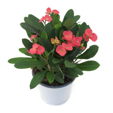 Euphorbia eritrea milii