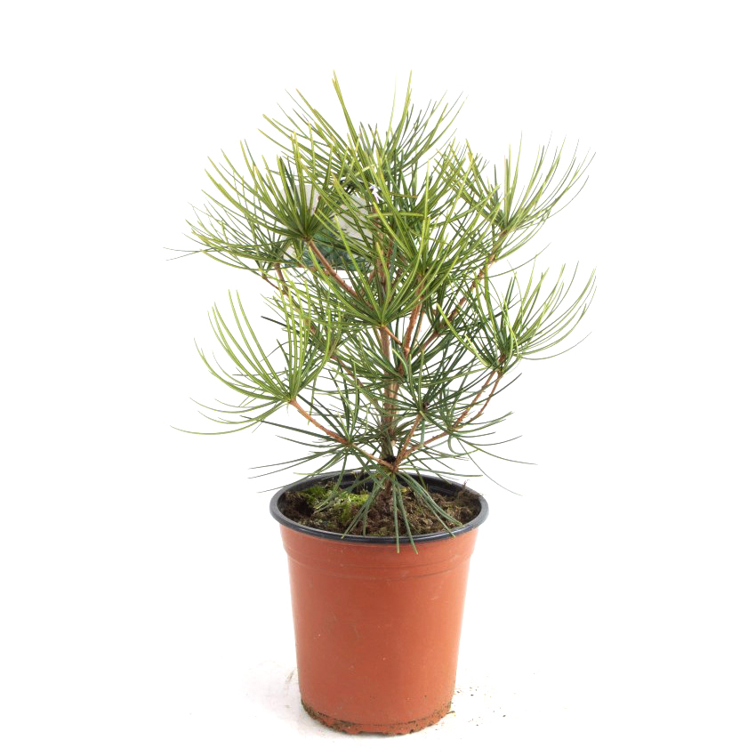 Sciadopitys verticillata