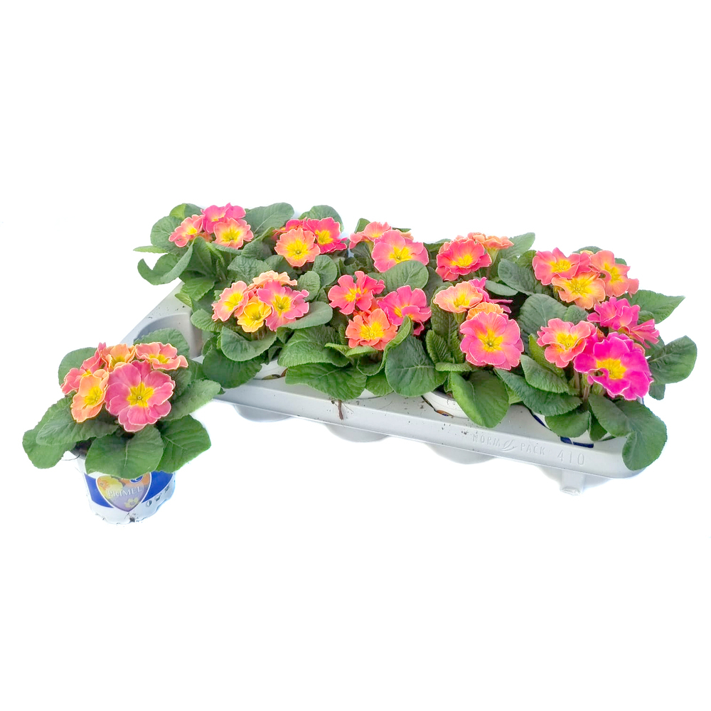 Primula picknick guave