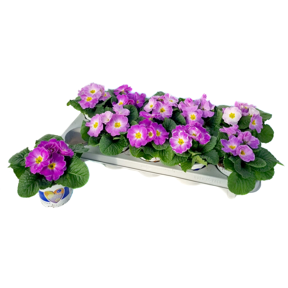 Primula picknick traube