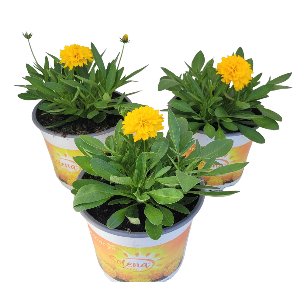 Coreopsis grandiflora solena