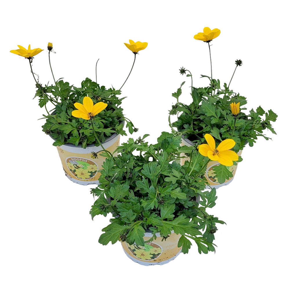 Bidens ferulifolia bidopsis