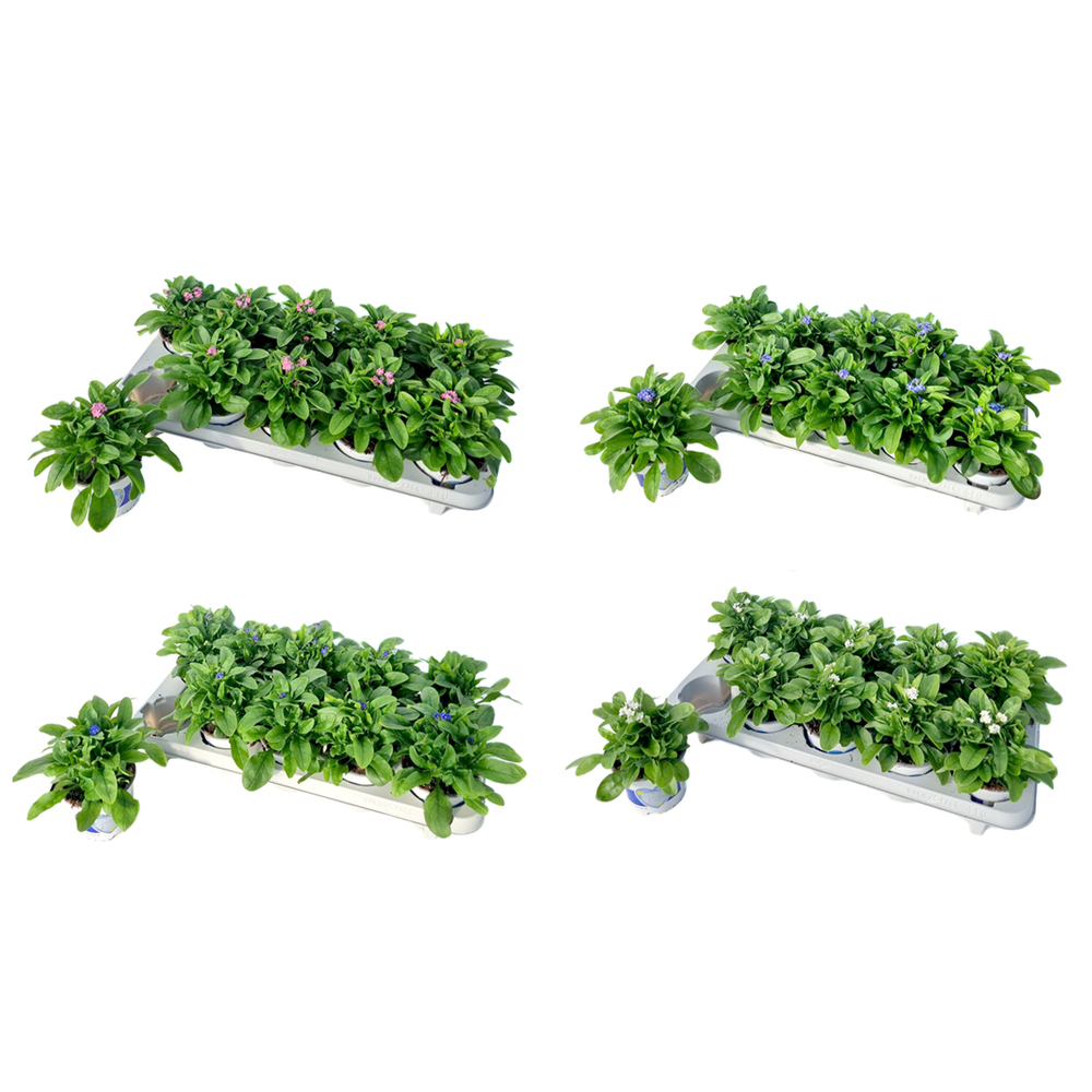 Myosotis sylvatica mon amie