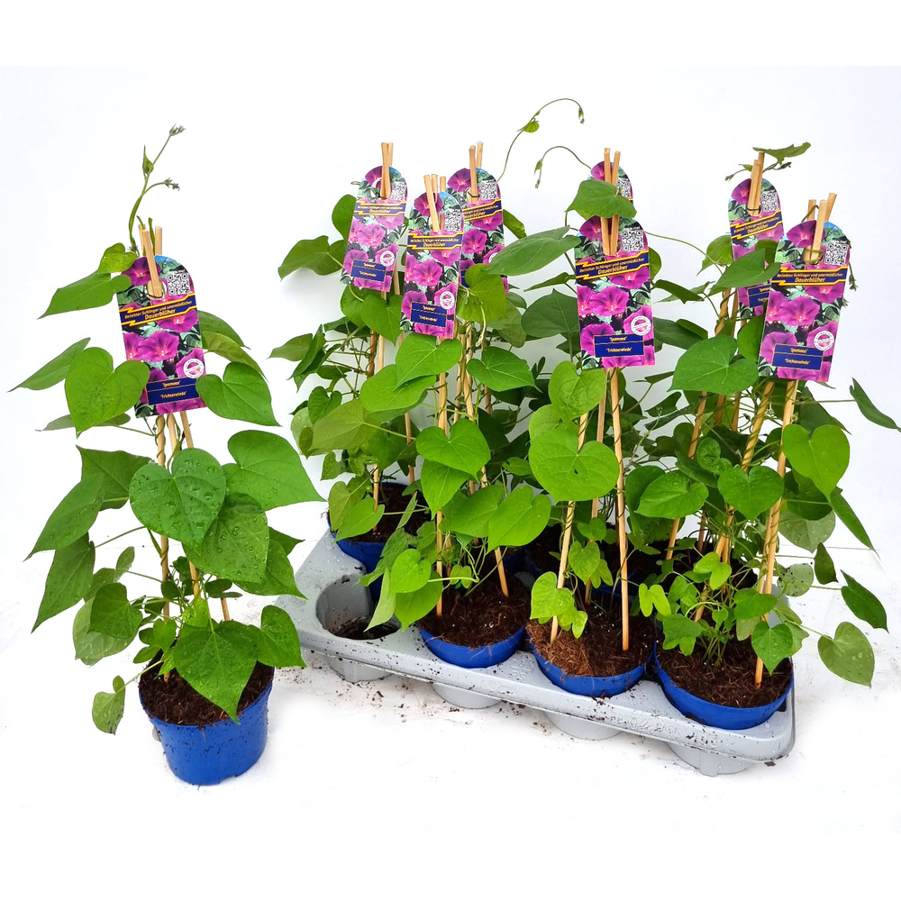 ipomoea purpurea