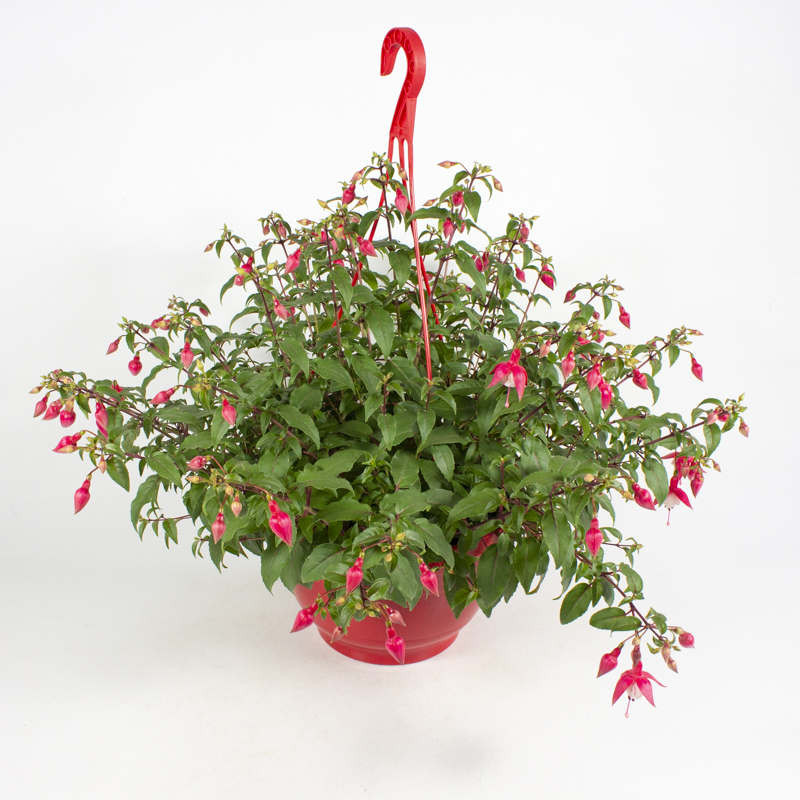 fuchsia hybrida