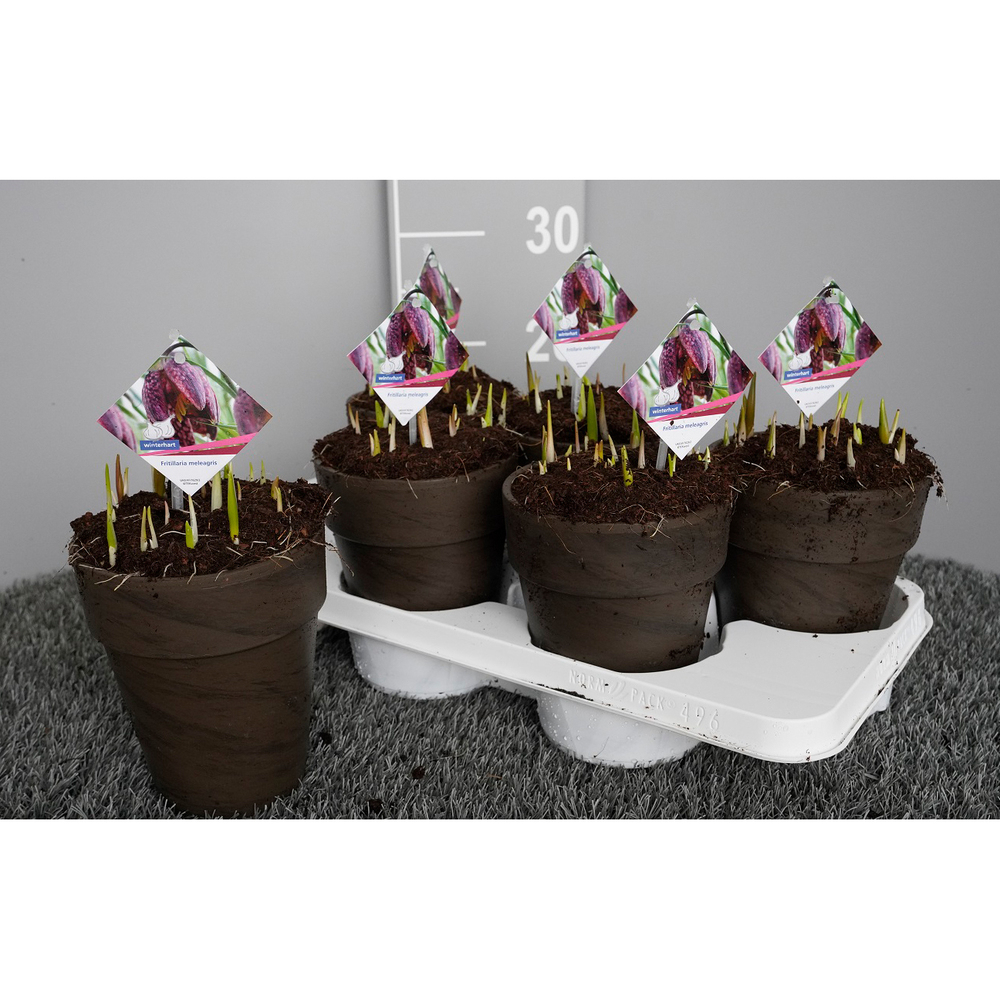 Fritillaria meleagris