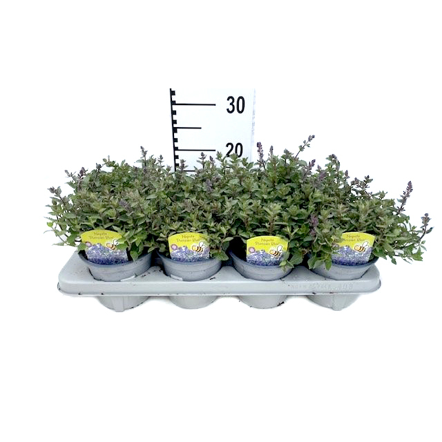 Nepeta purrisan blue
