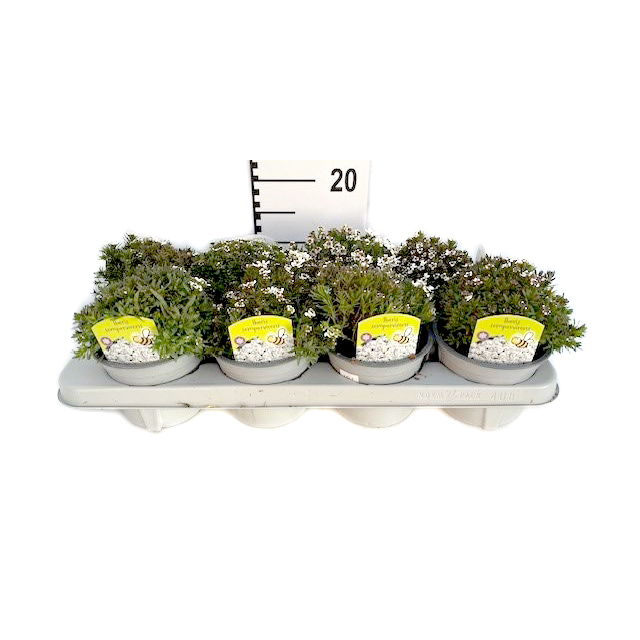 Iberis sempervirens whistler white