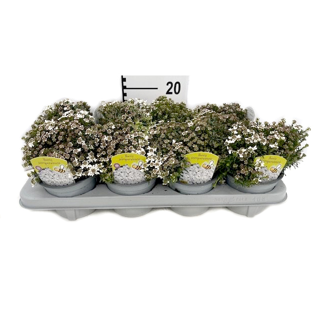 Iberis sempervirens fischbeck