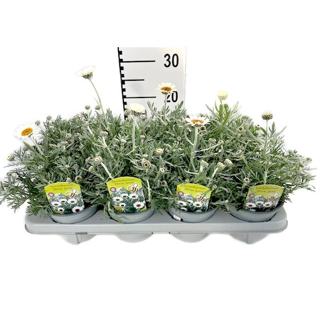 Leucanthemum hosmariense african spring