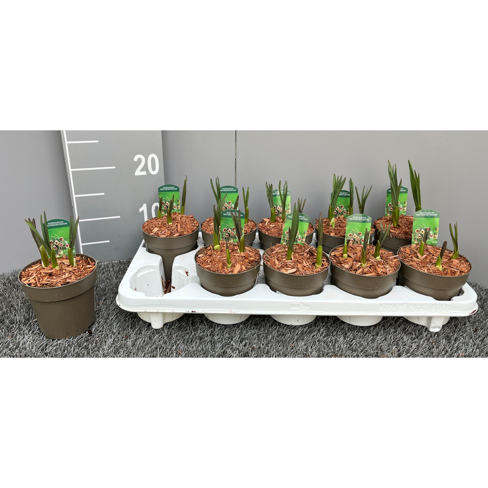 Allium nectaroscordum