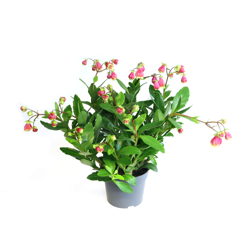 Kalanchoe wendii sunny day