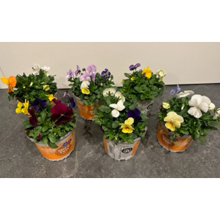 Viola cornuta mix a twix