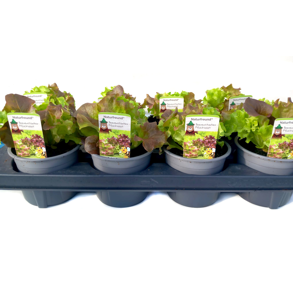 Lactuca sativa trio