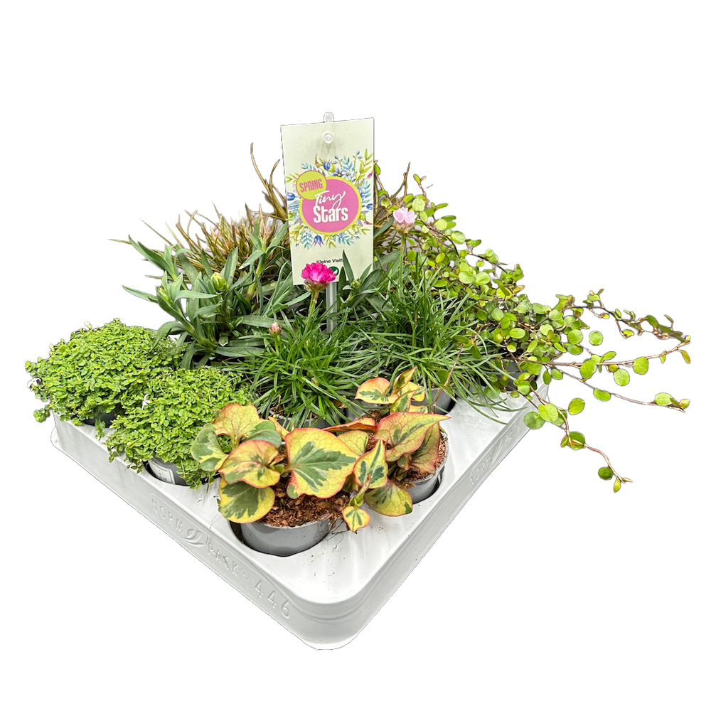 Frühlings mix tiny stars