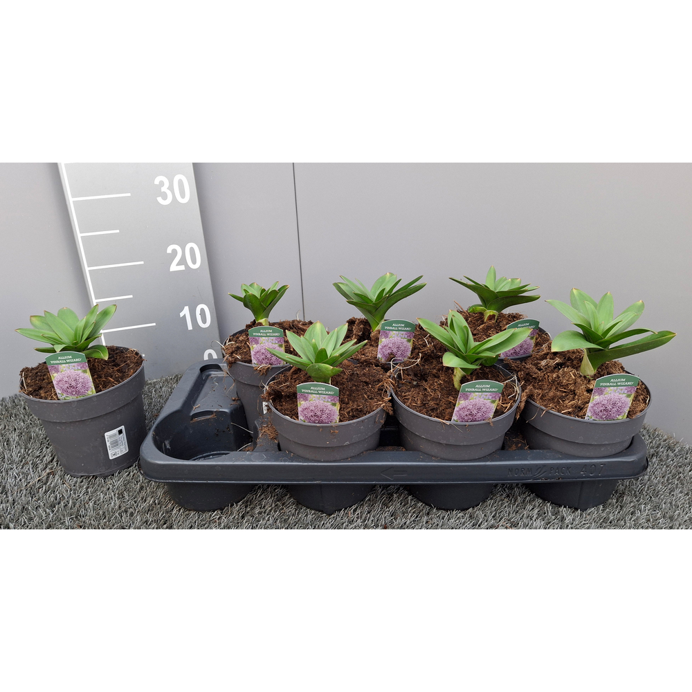 Allium pinball wizard