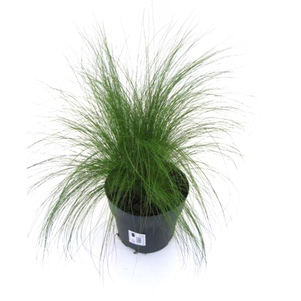 Stipa tenuissima pony tails