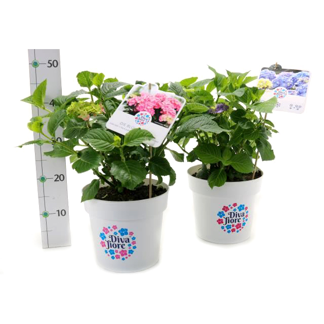 Hydrangea macrophylla diva fiore