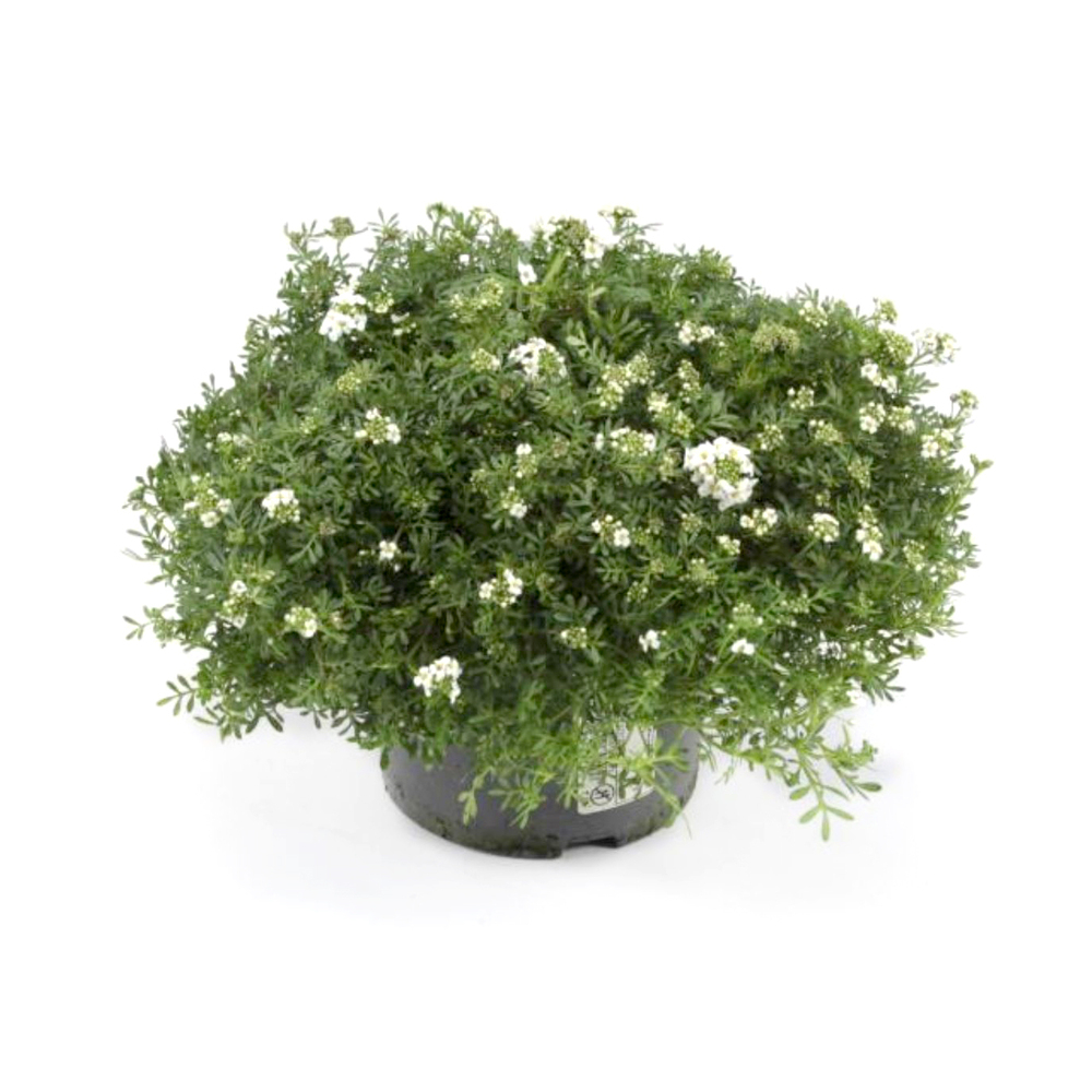 Pritzelago alpina crystal carpet