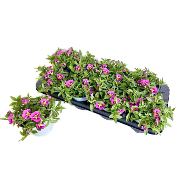 Calibrachoa bumblebee