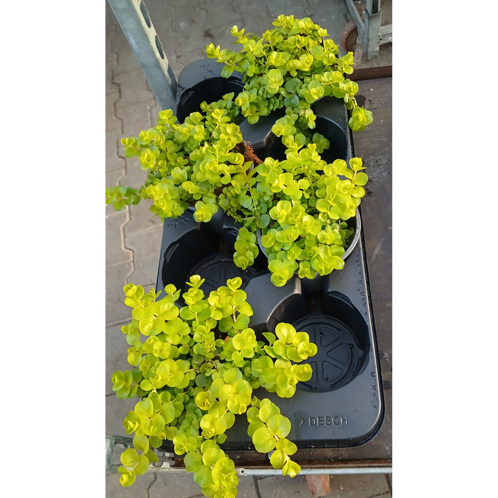 Lysimachia nummularia goldlocks