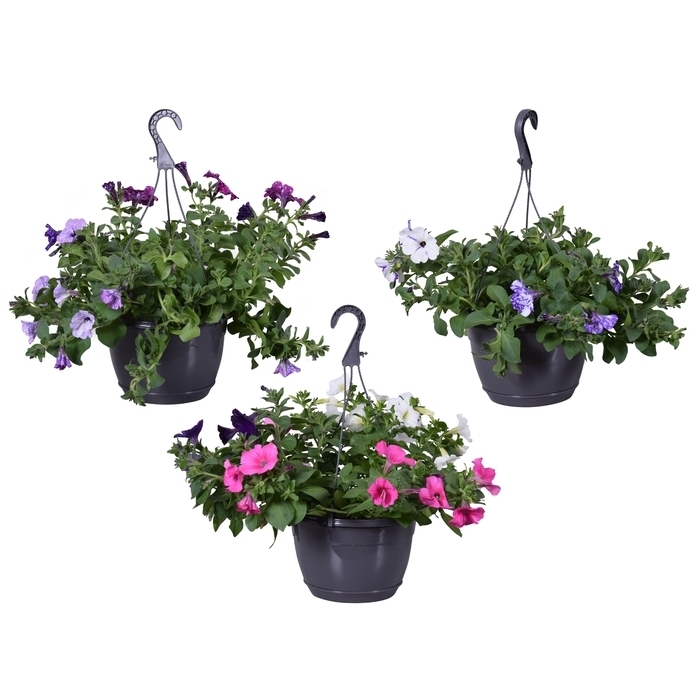 Petunia trio
